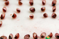 ZOOM Teste de terazolio em sementes de sorgo