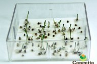 Germinação natura de sementes de Brachiaria sp.