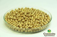 Sementes de Soja