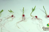 Teste de germinação de sementes de milho em papel