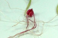 ZOOM Teste de germinação de sementes de milho em papel