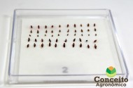 Teste de tetrazolio em sementes de Brachiaria sp.
