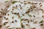 Germinação de Andropogon