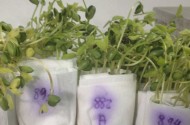 Germinação de Soja