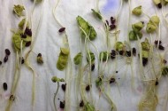 Germinação de Algodão